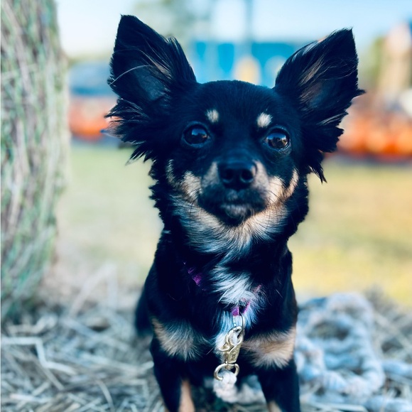 Meet your Posher, Brooke - Picture 13 of 13